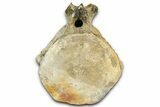 Fossil Whale Caudal Vertebra - Yorktown Formation #362068-1